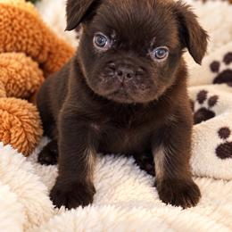 Boy 3 - Liver male French Bulldog puppy in Norwalk, Ohio from The Frenchie Ravine Connection LLC