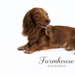 Toffee - Dachshund