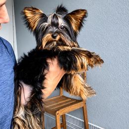 King - Black and gold male Yorkshire Terrier puppy in Cape Coral, Florida from Katherine’s Yorkies and Poodles