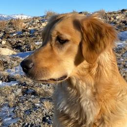 Golden Retrievers from Gunsight Goldens
