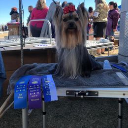 Cliff - Yorkshire Terrier