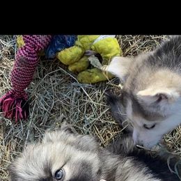 Siberian Husky Puppies from North Valley Huskies