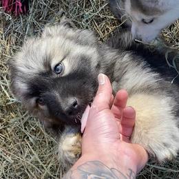 Siberian Husky Puppies from North Valley Huskies