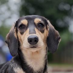 BB - Dachshund