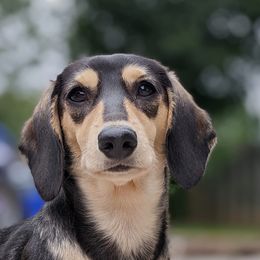BB - Dachshund