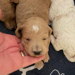 Boy 2 - Apricot male Goldendoodle puppy in Kearneysville, West Virginia from Daydreamer
