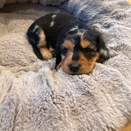 Coffee - Dapple male Dachshund puppy in Kingston, Washington from Little Doxie Farm
