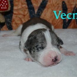 Vecna - male Alapaha Blue Blood Bulldog puppy in Walbridge, Ohio from United Alapaha Bulldogs