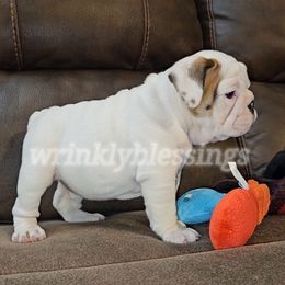 Nellie - Bulldog puppy from Wrinkly Blessings English Bulldogs