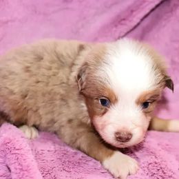 Blue-Eyed Red Merle Male - Red merle Toy Australian Shepherd puppy in Leighton, Alabama from Isbell Land & Livestock, LLC