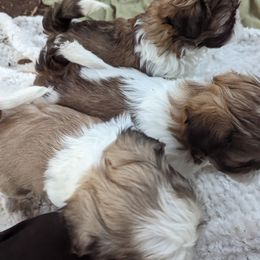 Shih Tzu Puppies from We Shih Tzu Not!
