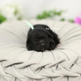 Liberty (Mint Collar Girl) - Black female Cavapoo puppy in Republic, Missouri from Red Skye Puppies