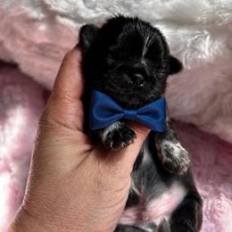 Rocco - Black male Shih Tzu puppy in Kempner, Texas from Shih Tzu Reign