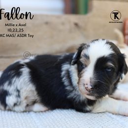 Fallon- Blue Merle Female - Blue merle female Miniature American Shepherd puppy in Nacogdoches, Texas from TK Standard, Mini, & Toy Aussies