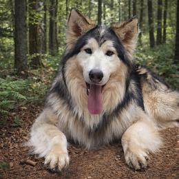 Ipo - Native American Indian Dog