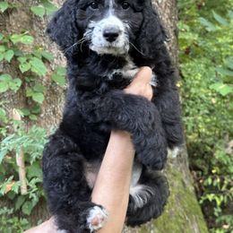 Fred - Black and white male Sheepadoodle puppy in Thornville, Ohio from Four Front Doodles & Friends
