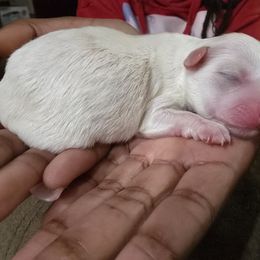 Boy 2 (white) - White male Yorkipoo puppy in Conyers, Georgia from Furrever Puppy Co.