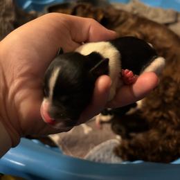 Female 1 - Parti female Miniature Schnauzer puppy in Plaucheville, Louisiana from Honey Doux Southern Paws