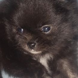 Pomeranians from Kelli's Poms