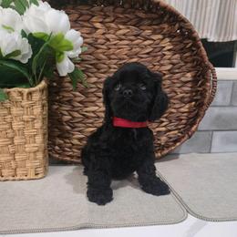 Creed - Black male Cocker Spaniel puppy in Corcoran, California from Sweetheart Cockers
