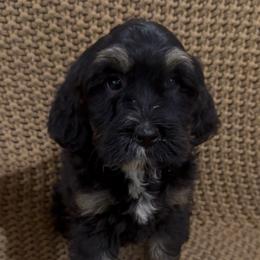 Stella Girl 1 - Phantom female Bernedoodle puppy in Churchill County Fallon, Nevada from Card Family Ranch