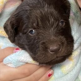 Newfoundland Puppies from Beatty Newfies