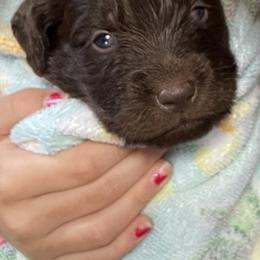 Newfoundland Puppies from Beatty Newfies