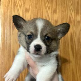 Luna - Sable female Pembroke Welsh Corgi puppy in Springfield, Missouri from Taylor