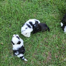 Shih Tzu Puppies from Keepin' it X-tra Shih-Tzu
