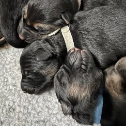 German Shepherd Puppies from Zwinger vom Schneider Wald