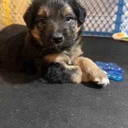Bordoodle Puppies from The Weekend Farm
