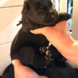 Dk. Blue - Black male German Shepherd puppy in Puyallup, Washington from Majestic Royal German Shepherd’s