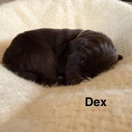 Dex - White and brown male Newfoundland puppy in Goodhue, Minnesota from Claypits Newfoundlands