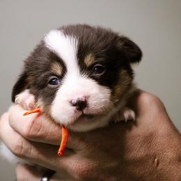 Ruth - Black and tan female Pembroke Welsh Corgi puppy in South Otselic, New York from Ridge Top Corgis