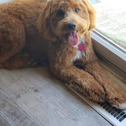Julie - Goldendoodle