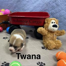 Twana - Sable female Pembroke Welsh Corgi puppy in Apison, Tennessee from Ashmore Corgis