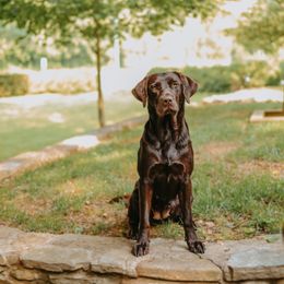 Cider - Labrador Retriever