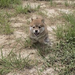 Shiba Inu Puppies from Diwasou