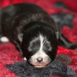 Bingley - Black parti male Pomeranian puppy in Bremen, Indiana from AMS Pomeranians and Pomskies in Indiana