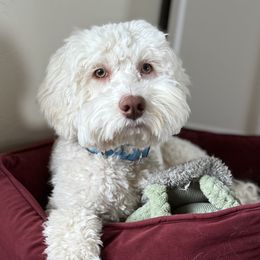 Australian Labradoodles, Goldendoodles, and Poodles from Leila Pearson