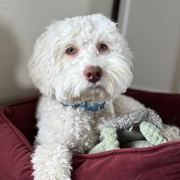 Australian Labradoodles, Goldendoodles, and Poodles from Leila Pearson