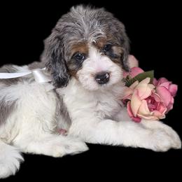 Cash - Merle male Springerdoodle puppy in Fargo, North Dakota from Dakota SpringerDoodles