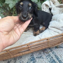Black and tan mini longhair male - Black and tan male Dachshund puppy in Manteca, California from Sweet and Low Dachshunds