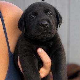 Jeannie - Black female Dilute Retriever puppy in Baldwin City, Kansas from Hedge Lane Labradors