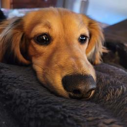 Jimmy Dean - Dachshund