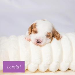 Lorelai - White female Cavapoo puppy in Eagle Mtn, Utah from North Ranch Doodles