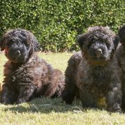 Bouvier des Flandres from Valkyrie Bouviers