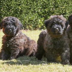 Bouvier des Flandres from Valkyrie Bouviers