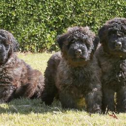 Bouvier des Flandres from Valkyrie Bouviers