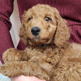 Goldendoodles from Goldendoodles from Goshen Blessings